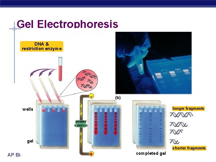 Gel Electrophoresis DNA & restriction enzyme longer fragments wells power source gel AP Biology