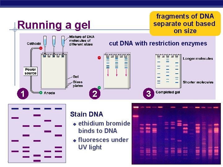 fragments of DNA separate out based on size Running a gel cut DNA with