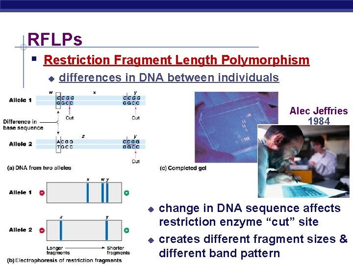 RFLPs § Restriction Fragment Length Polymorphism u differences in DNA between individuals Alec Jeffries
