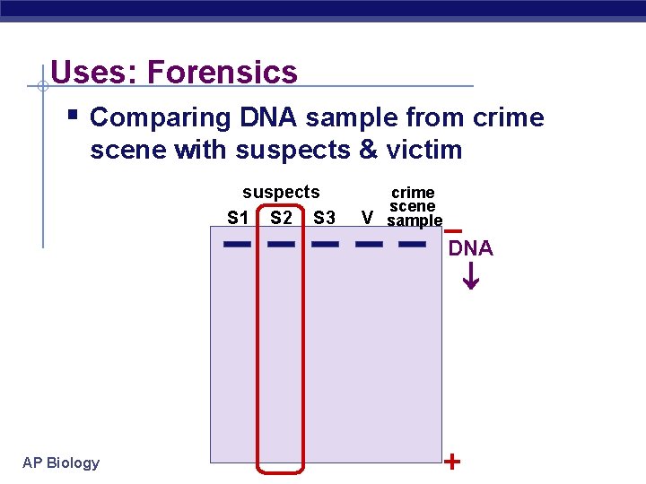Uses: Forensics § Comparing DNA sample from crime scene with suspects & victim suspects