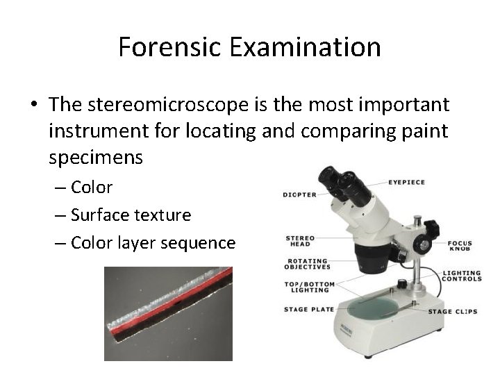 Forensic Examination • The stereomicroscope is the most important instrument for locating and comparing