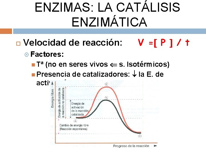 ENZIMAS: LA CATÁLISIS ENZIMÁTICA Velocidad de reacción: V = P / t Factores: (no