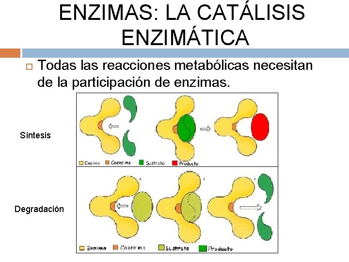 ENZIMAS: LA CATÁLISIS ENZIMÁTICA Todas las reacciones metabólicas necesitan de la participación de enzimas.