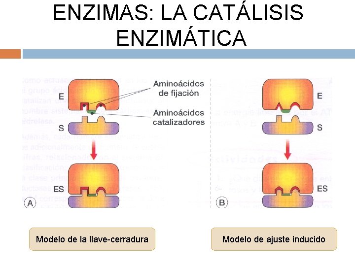 ENZIMAS: LA CATÁLISIS ENZIMÁTICA Modelo de la llave-cerradura Modelo de ajuste inducido 