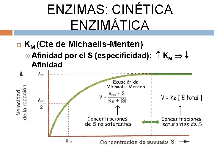 ENZIMAS: CINÉTICA ENZIMÁTICA KM (Cte de Michaelis-Menten) Afinidad por el S (especificidad): KM 