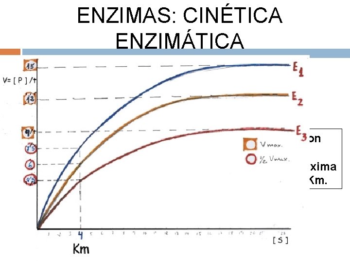 ENZIMAS: CINÉTICA ENZIMÁTICA KM (Cte de Michaelis-Menten) Enzimas con diferente Velocidad máxima y la
