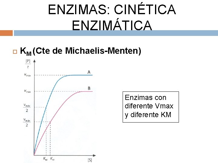 ENZIMAS: CINÉTICA ENZIMÁTICA KM (Cte de Michaelis-Menten) Enzimas con diferente Vmax y diferente KM