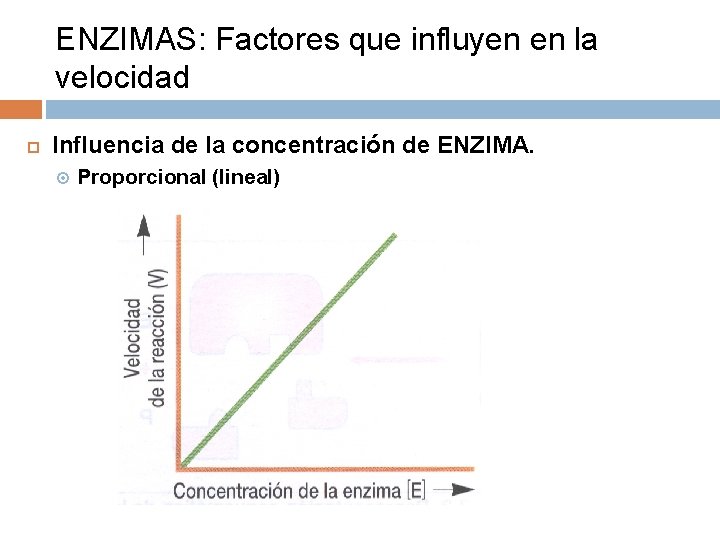 ENZIMAS: Factores que influyen en la velocidad Influencia de la concentración de ENZIMA. Proporcional