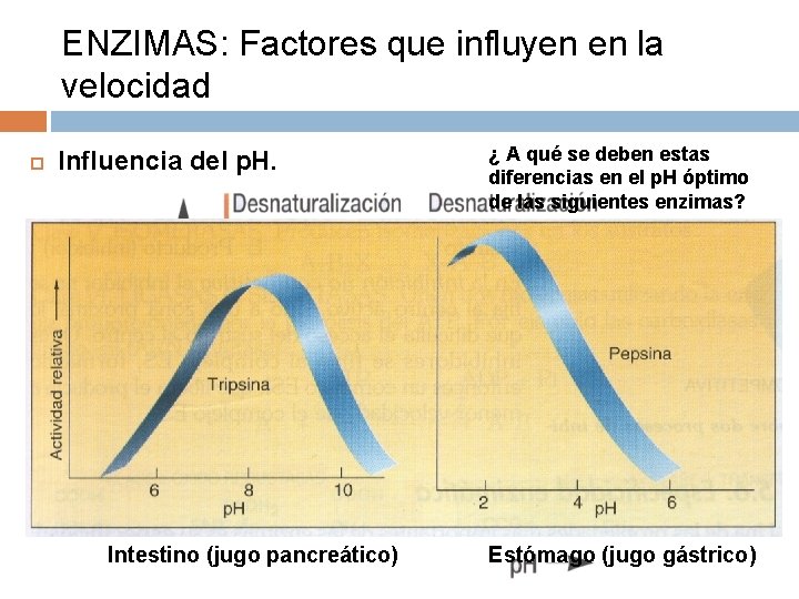 ENZIMAS: Factores que influyen en la velocidad Influencia del p. H. Intestino (jugo pancreático)