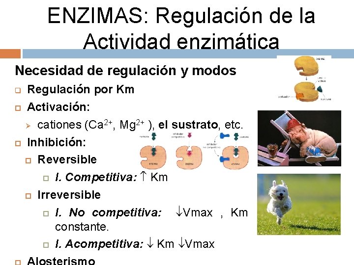 ENZIMAS: Regulación de la Actividad enzimática Necesidad de regulación y modos q Regulación por