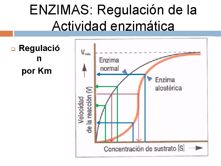 ENZIMAS: Regulación de la Actividad enzimática q Regulació n por Km 