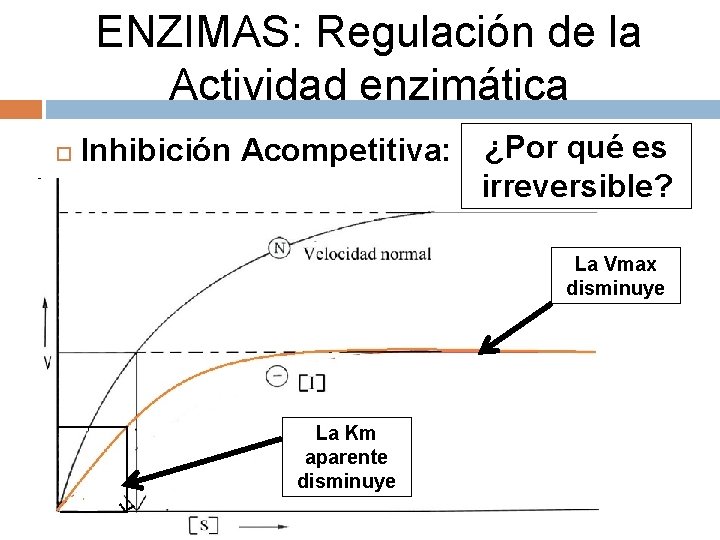 ENZIMAS: Regulación de la Actividad enzimática Inhibición Acompetitiva: ¿Por qué es irreversible? La Vmax