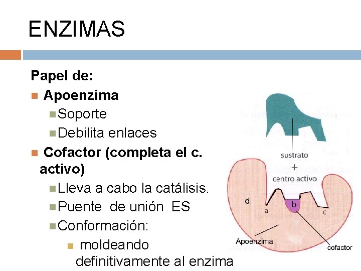 ENZIMAS Papel de: Apoenzima Soporte Debilita enlaces Cofactor (completa el c. activo) Lleva a