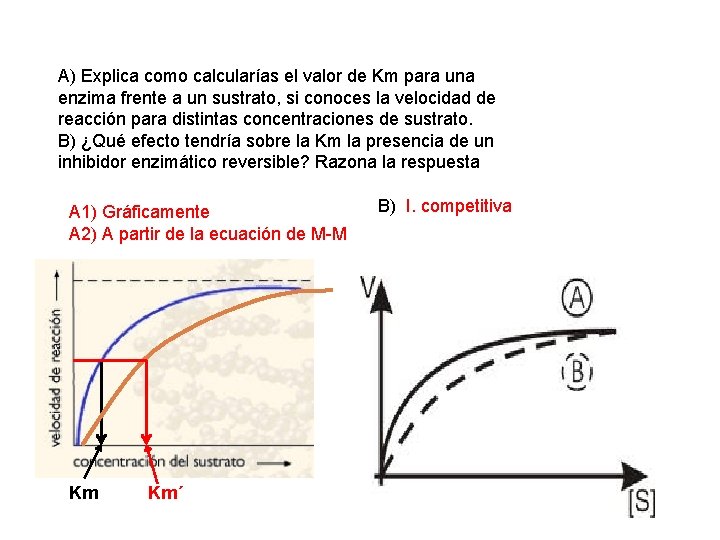 A) Explica como calcularías el valor de Km para una enzima frente a un