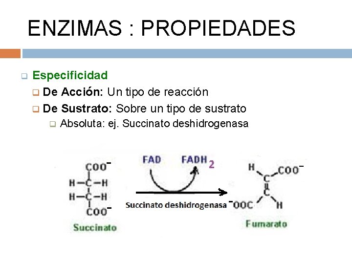 ENZIMAS : PROPIEDADES q Especificidad q De Acción: Un tipo de reacción q De
