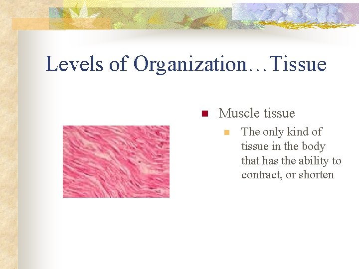 Levels of Organization…Tissue n Muscle tissue n The only kind of tissue in the