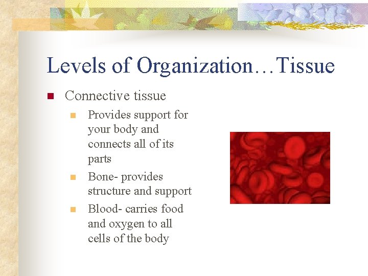 Levels of Organization…Tissue n Connective tissue n n n Provides support for your body