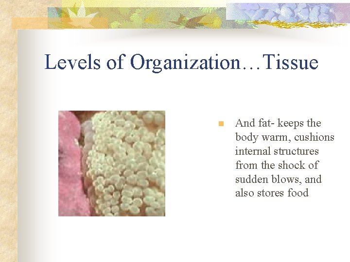 Levels of Organization…Tissue n And fat- keeps the body warm, cushions internal structures from