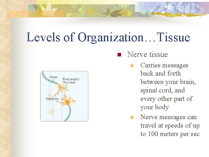 Levels of Organization…Tissue n Nerve tissue n n Carries messages back and forth between