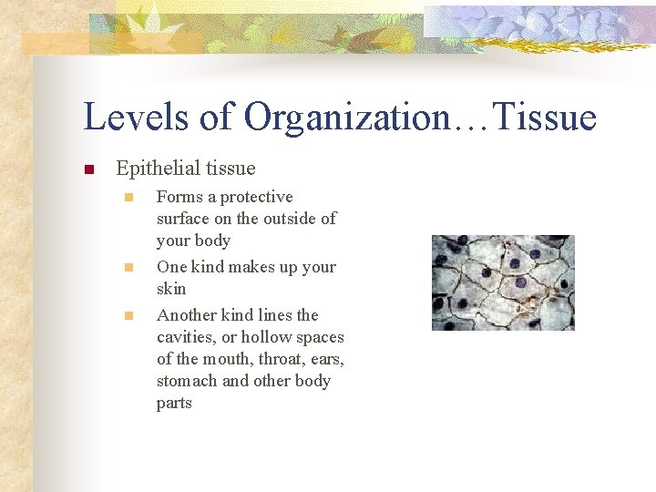 Levels of Organization…Tissue n Epithelial tissue n n n Forms a protective surface on