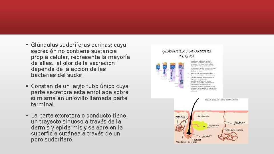 ▪ Glándulas sudoriferas ecrinas: cuya secreción no contiene sustancia propia celular, representa la mayoría