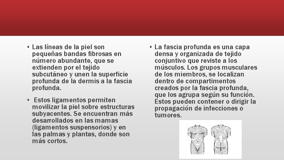 ▪ Las líneas de la piel son pequeñas bandas fibrosas en número abundante, que