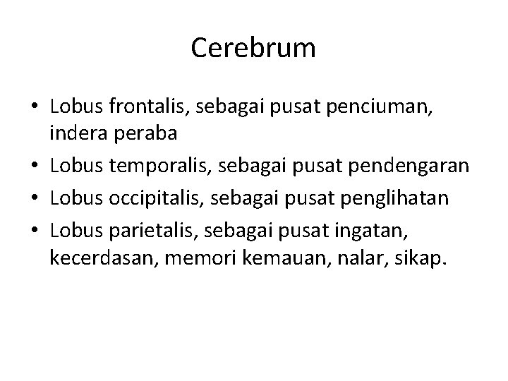 Cerebrum • Lobus frontalis, sebagai pusat penciuman, indera peraba • Lobus temporalis, sebagai pusat