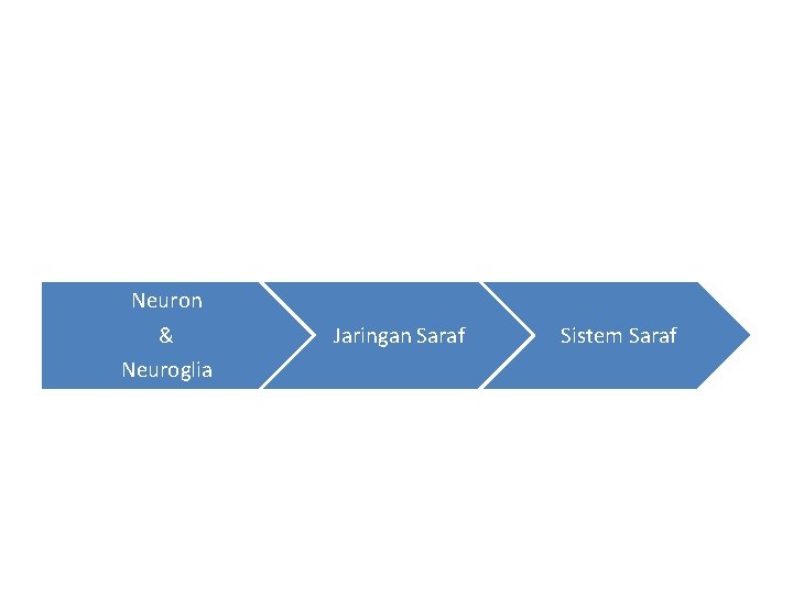 Neuron & Neuroglia Jaringan Saraf Sistem Saraf 