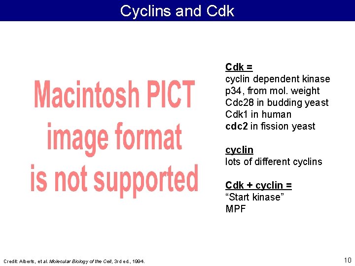 Cyclins and Cdk = cyclin dependent kinase p 34, from mol. weight Cdc 28