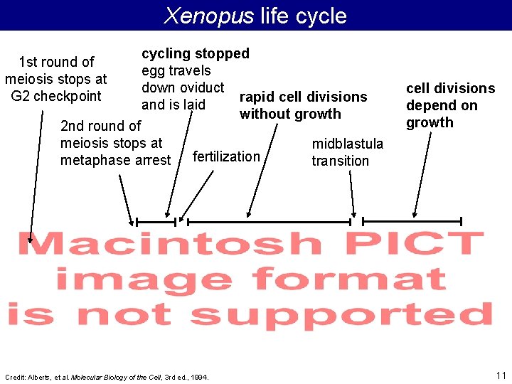 Xenopus life cycle 1 st round of meiosis stops at G 2 checkpoint cycling
