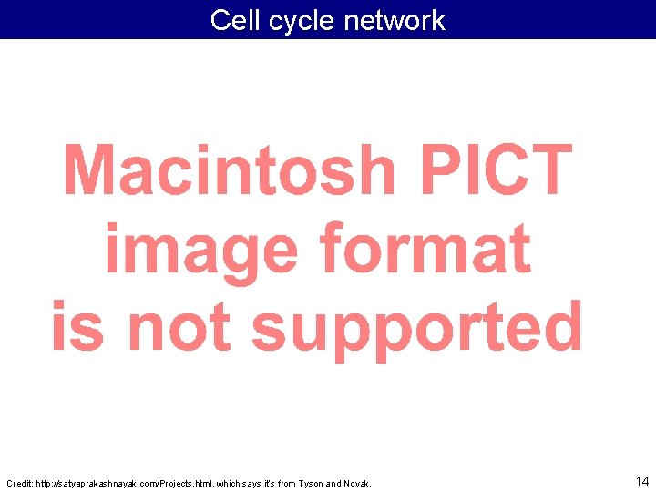 Cell cycle network Credit: http: //satyaprakashnayak. com/Projects. html, which says it’s from Tyson and