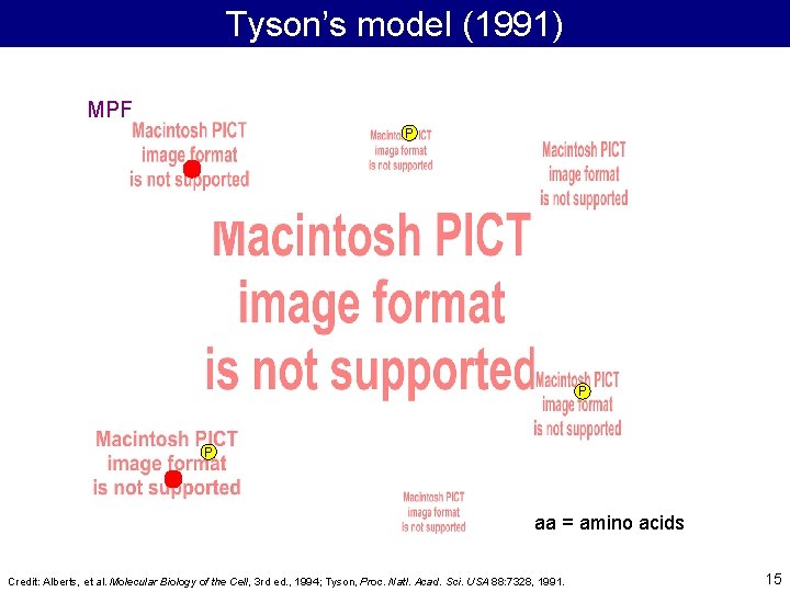 Tyson’s model (1991) MPF P P aa = amino acids Credit: Alberts, et al.