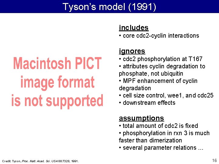 Tyson’s model (1991) includes • core cdc 2 -cyclin interactions ignores • cdc 2