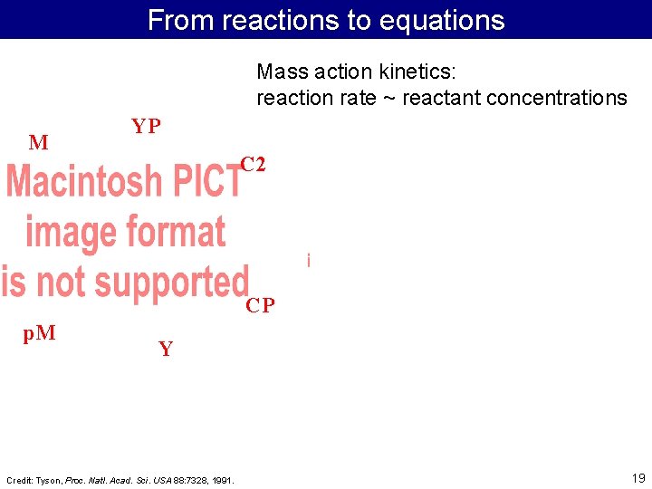 From reactions to equations Mass action kinetics: reaction rate ~ reactant concentrations M YP