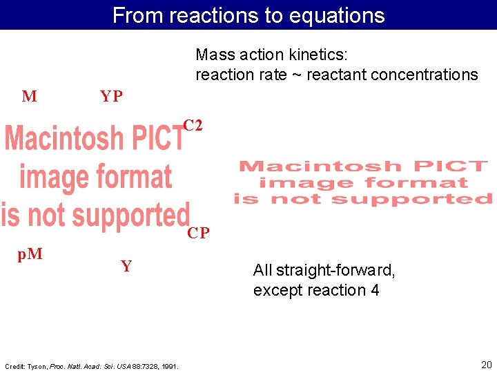From reactions to equations Mass action kinetics: reaction rate ~ reactant concentrations M YP