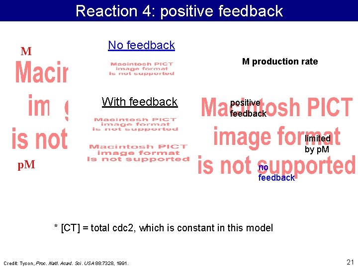 Reaction 4: positive feedback M No feedback M production rate With feedback positive feedback