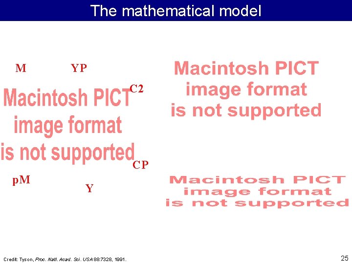 The mathematical model M YP C 2 CP p. M Y Credit: Tyson, Proc.