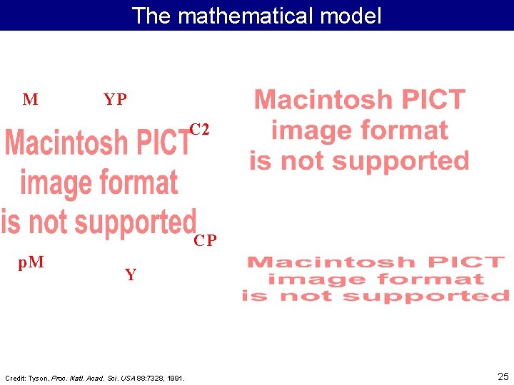 The mathematical model M YP C 2 CP p. M Y Credit: Tyson, Proc.