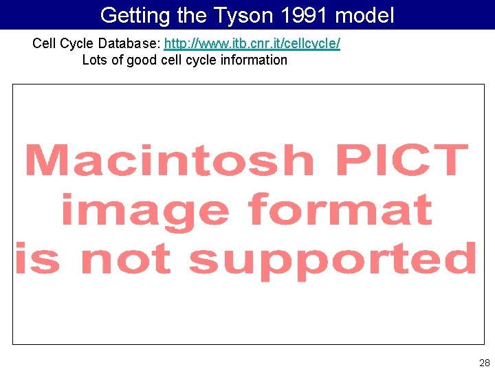 Getting the Tyson 1991 model Cell Cycle Database: http: //www. itb. cnr. it/cellcycle/ Lots