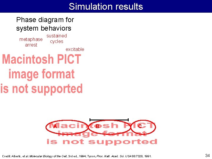 Simulation results Phase diagram for system behaviors metaphase arrest sustained cycles excitable A B