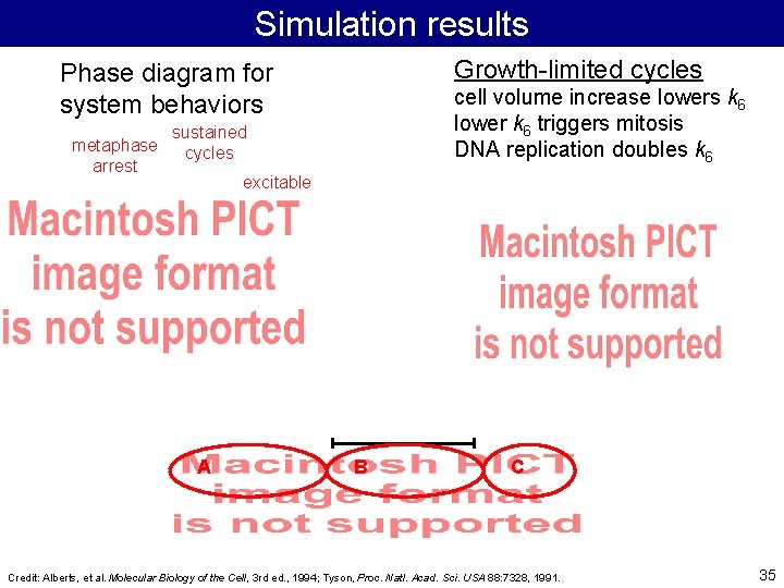 Simulation results Growth-limited cycles Phase diagram for system behaviors metaphase arrest cell volume increase