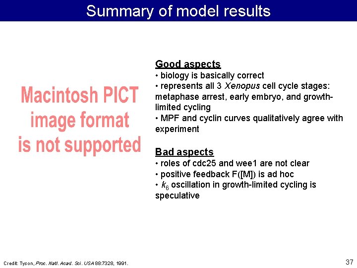 Summary of model results Good aspects • biology is basically correct • represents all