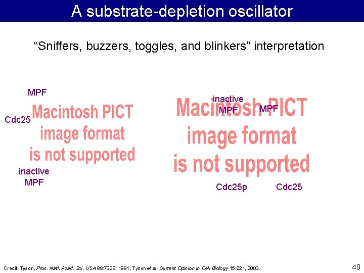 A substrate-depletion oscillator “Sniffers, buzzers, toggles, and blinkers” interpretation MPF Cdc 25 inactive MPF