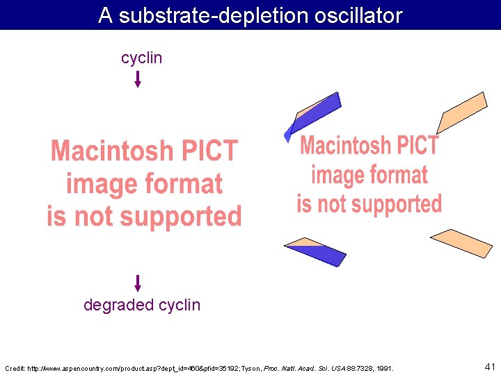 A substrate-depletion oscillator cyclin degraded cyclin Credit: http: //www. aspencountry. com/product. asp? dept_id=460&pfid=35192; Tyson,