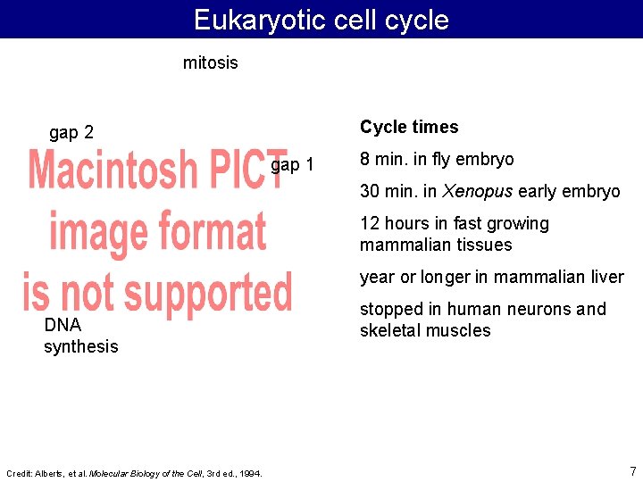 Eukaryotic cell cycle mitosis Cycle times gap 2 gap 1 8 min. in fly