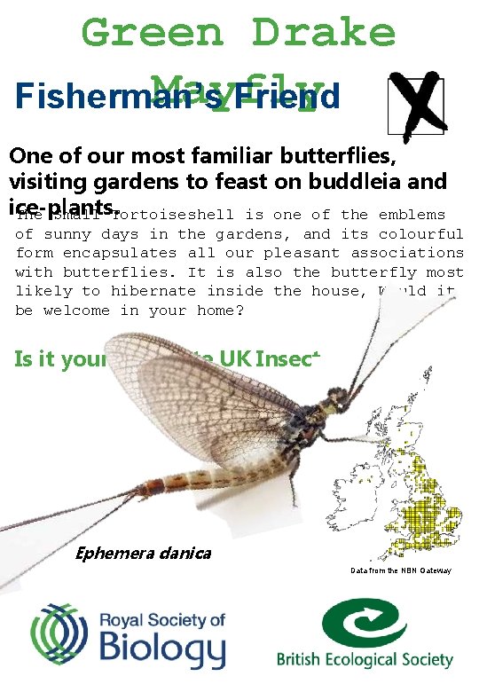 Green Drake Mayfly Fisherman’s Friend One of our most familiar butterflies, visiting gardens to