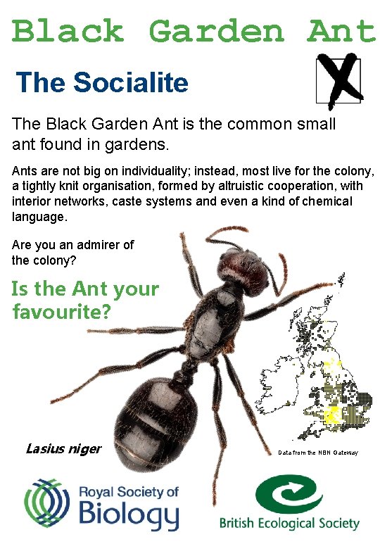 Black Garden Ant The Socialite The Black Garden Ant is the common small ant