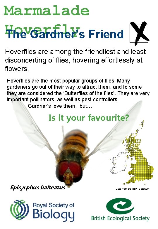 Marmalade Hoverfly The Gardner’s Friend Hoverflies are among the friendliest and least disconcerting of