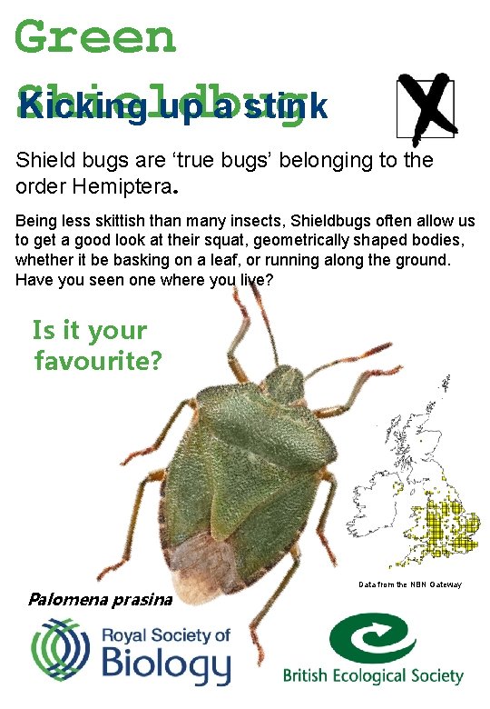 Green Shieldbug Kicking up a stink Shield bugs are ‘true bugs’ belonging to the