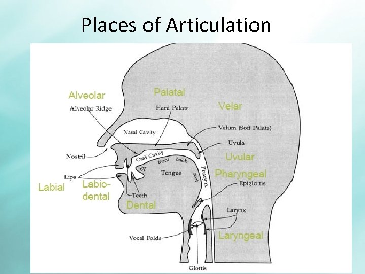 Places of Articulation 
